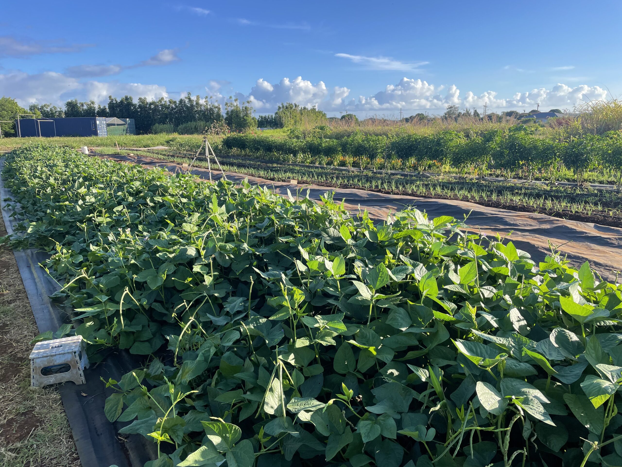 Building communities through food